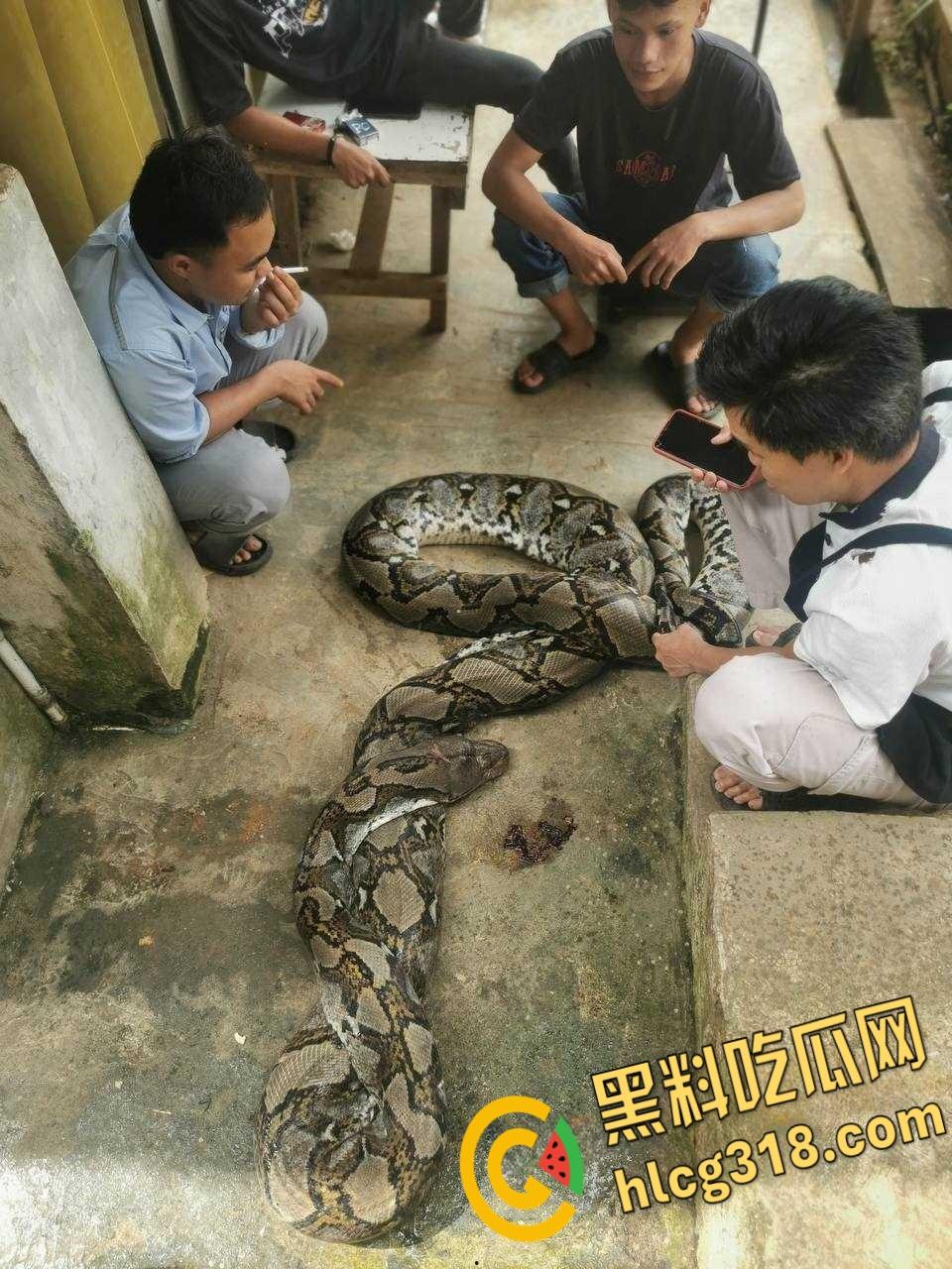 农夫徒手大战蟒蛇，54公斤巨型蟒蛇被活活打死，农户剥皮下锅做大补美食，场面血腥 ！