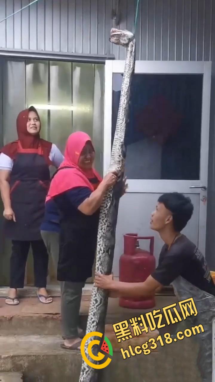 农夫徒手大战蟒蛇，54公斤巨型蟒蛇被活活打死，农户剥皮下锅做大补美食，场面血腥 ！-6