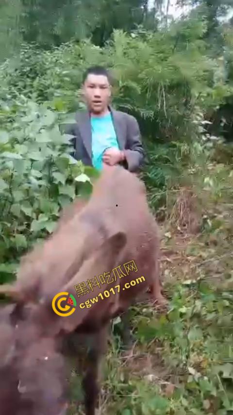 劲爆！国外男子大战骡子私拍震惊网络！阳光下奋力抽插，骡子吃草欢声不断，男子大屌进出嫩穴，友人拍摄更添刺激！-10