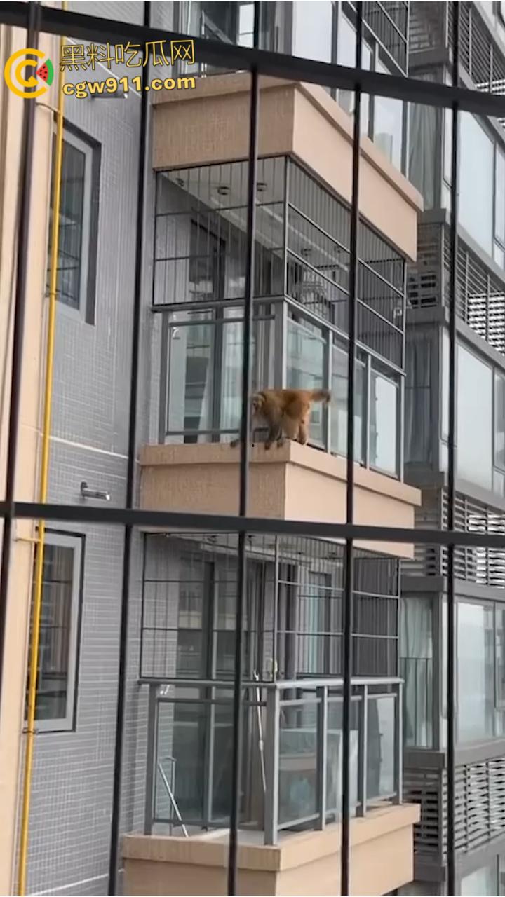 南宁龙光小区夜半惊现高层猴哥,飞檐走壁身手了得,消防员连夜在笼子周围放香蕉围捕,几次都让它溜走!-7