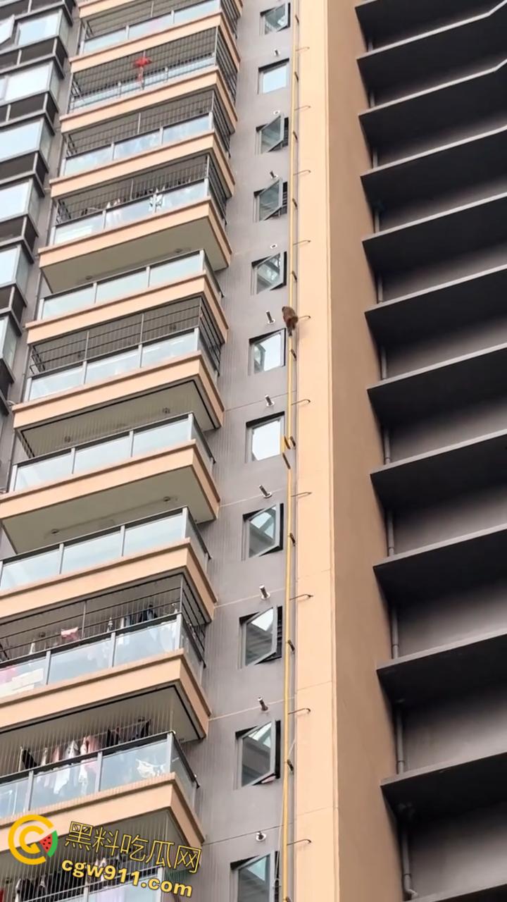 南宁龙光小区夜半惊现高层猴哥,飞檐走壁身手了得,消防员连夜在笼子周围放香蕉围捕,几次都让它溜走!-8
