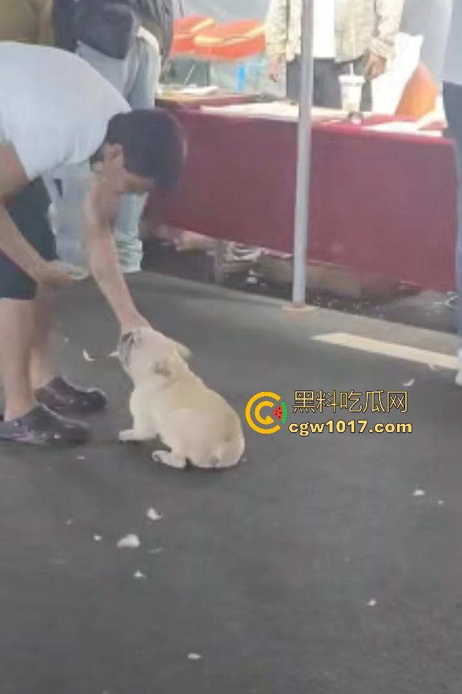 云南保山夜市法斗VS大鹅,狗子连咬两大鹅被主人扇巴掌,大鹅吓傻在原地趴窝,我宣布这法斗是动物界MMA传奇!-2