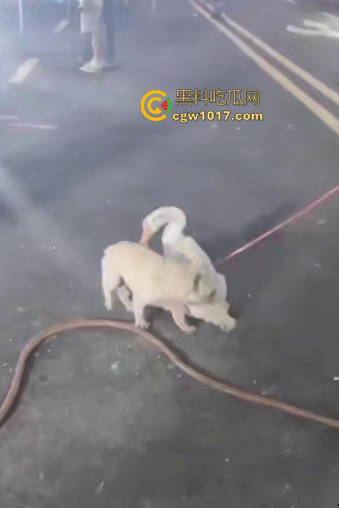 云南保山夜市法斗VS大鹅,狗子连咬两大鹅被主人扇巴掌,大鹅吓傻在原地趴窝,我宣布这法斗是动物界MMA传奇!-4