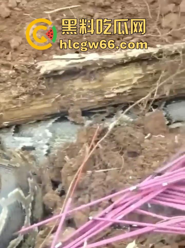 广西迁坟扫墓 棺材内惊现大蟒蛇 尸体被吃光 场面毛骨悚然 果然恐怖电影都源于现实啊!-2