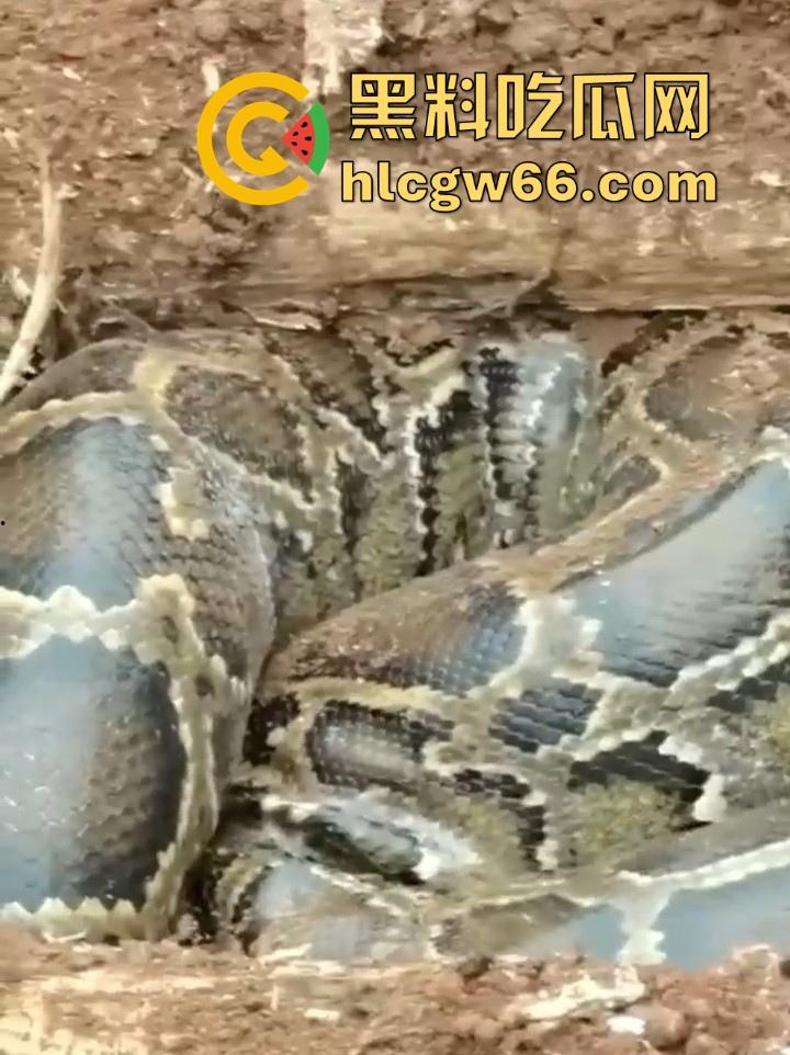 广西迁坟扫墓 棺材内惊现大蟒蛇 尸体被吃光 场面毛骨悚然 果然恐怖电影都源于现实啊!-3