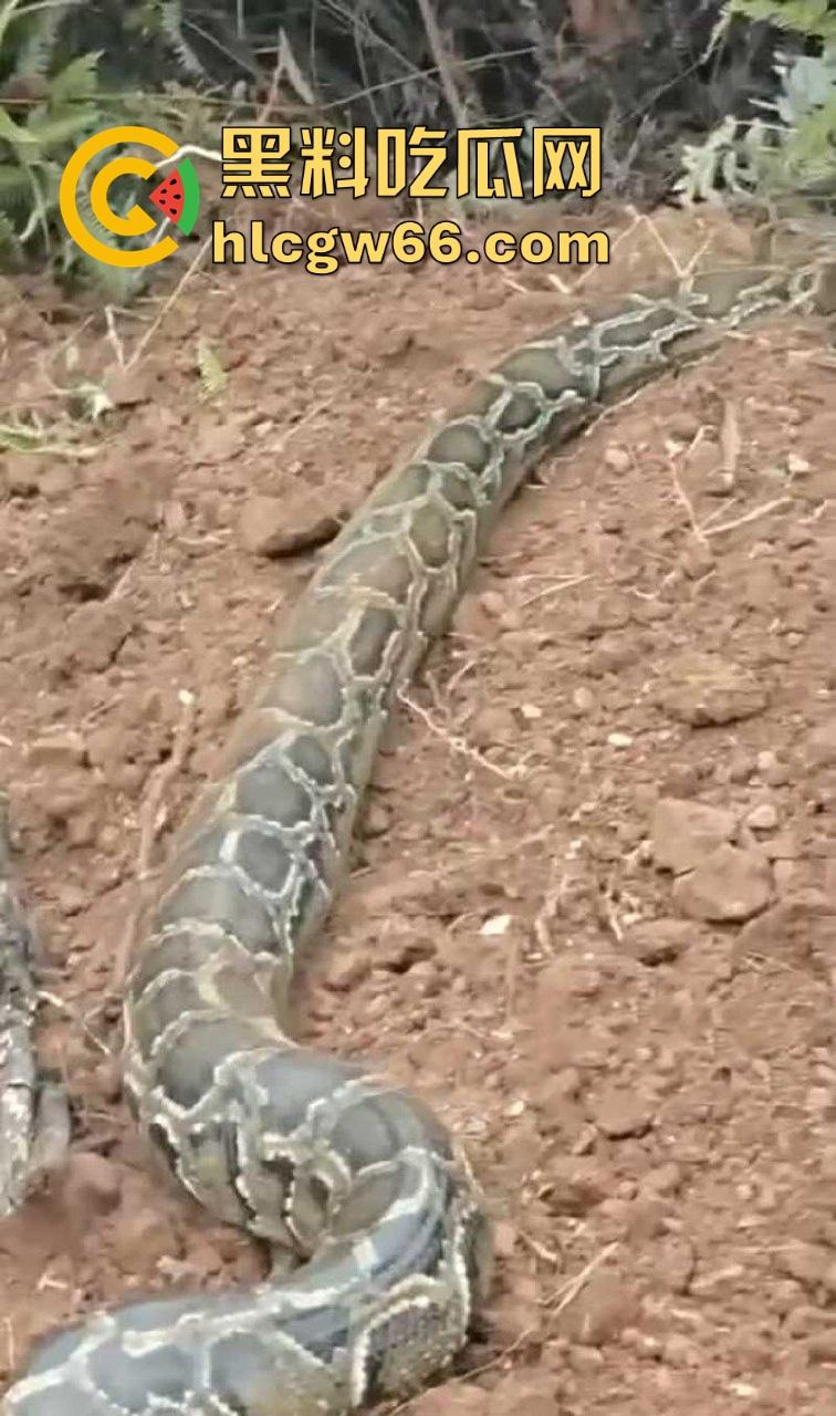 广西迁坟扫墓 棺材内惊现大蟒蛇 尸体被吃光 场面毛骨悚然 果然恐怖电影都源于现实啊!-4