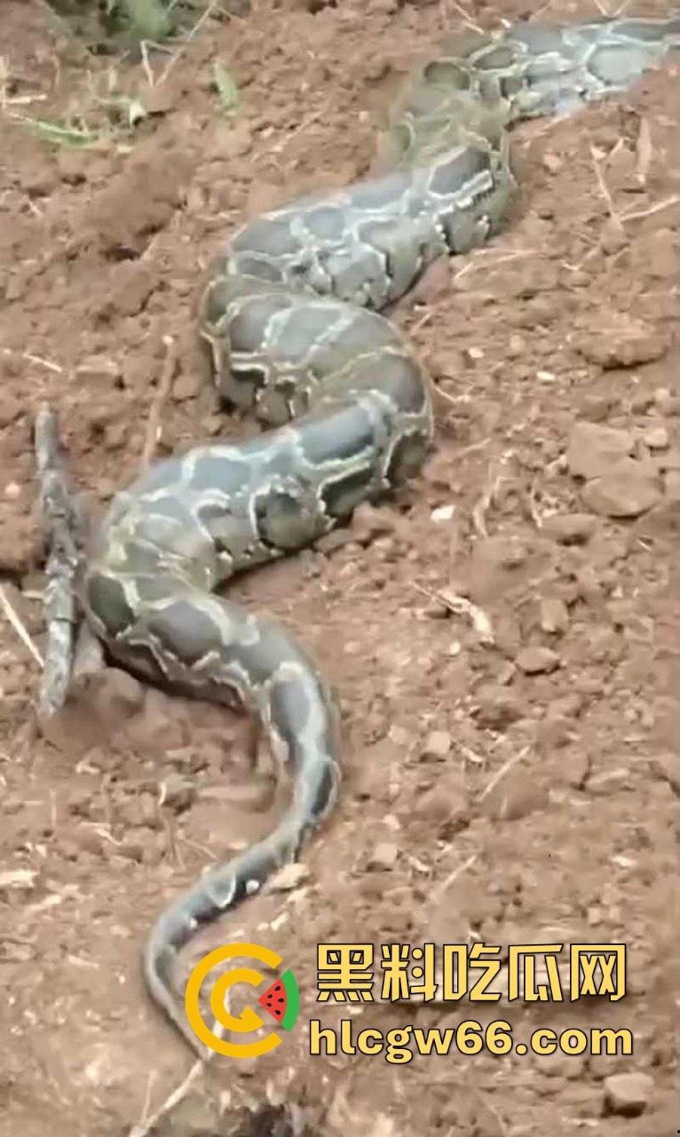 广西迁坟扫墓 棺材内惊现大蟒蛇 尸体被吃光 场面毛骨悚然 果然恐怖电影都源于现实啊!-6
