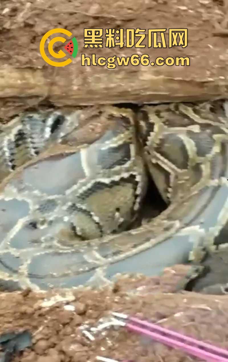 广西迁坟扫墓 棺材内惊现大蟒蛇 尸体被吃光 场面毛骨悚然 果然恐怖电影都源于现实啊!-7