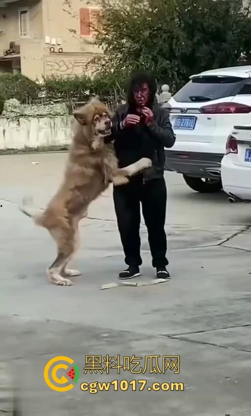 七年老狗反咬主人，不是虐待就突然发疯，满脸都是血，大型狗真恐怖，随后安排处死，这时候爱狗人士怎么不说话了！-2