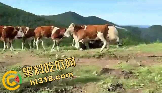 抖音爆笑热瓜,小伙拿登山杖挑牛菊花,没想到反被牛摁地摩擦,这下知道什么叫牛气冲天了吧!-9