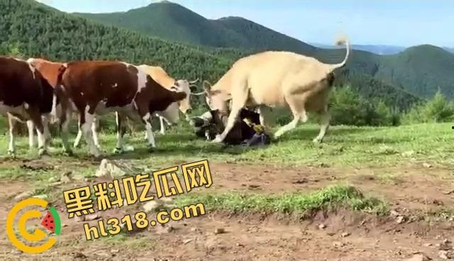 抖音爆笑热瓜,小伙拿登山杖挑牛菊花,没想到反被牛摁地摩擦,这下知道什么叫牛气冲天了吧!-11