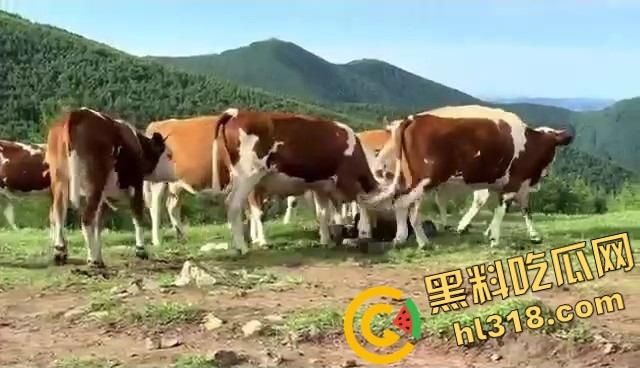 抖音爆笑热瓜,小伙拿登山杖挑牛菊花,没想到反被牛摁地摩擦,这下知道什么叫牛气冲天了吧!-13