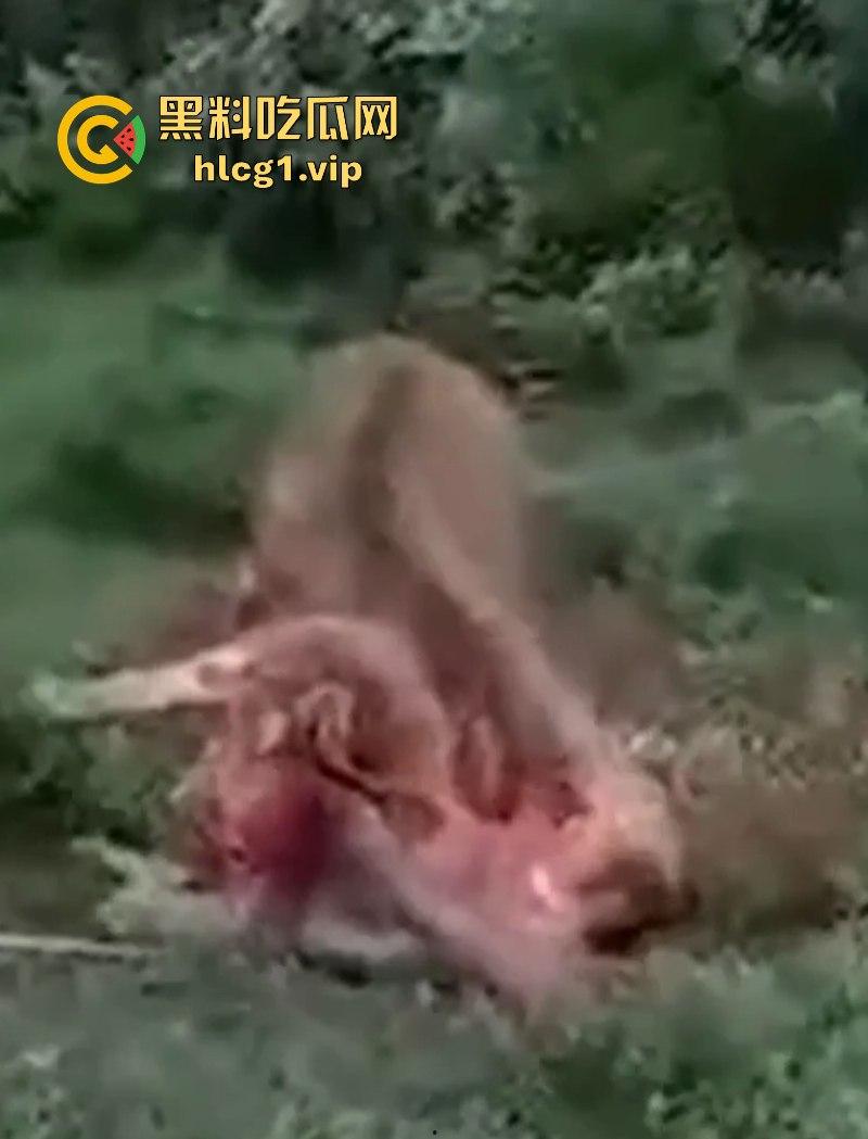 泰国一名26岁俄罗斯男子试图强奸牛妈妈 反被牛妈妈反杀!-6