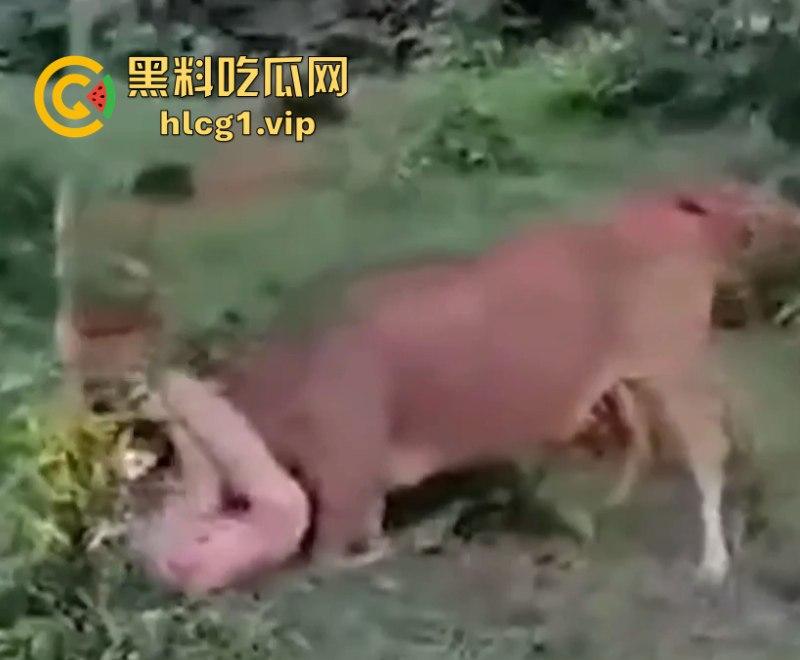 泰国一名26岁俄罗斯男子试图强奸牛妈妈 反被牛妈妈反杀!-9